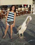amarandi an pelican in Mykonos
