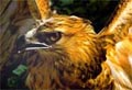 Bonelli's eagle