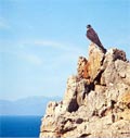 eleonora's falcon greece