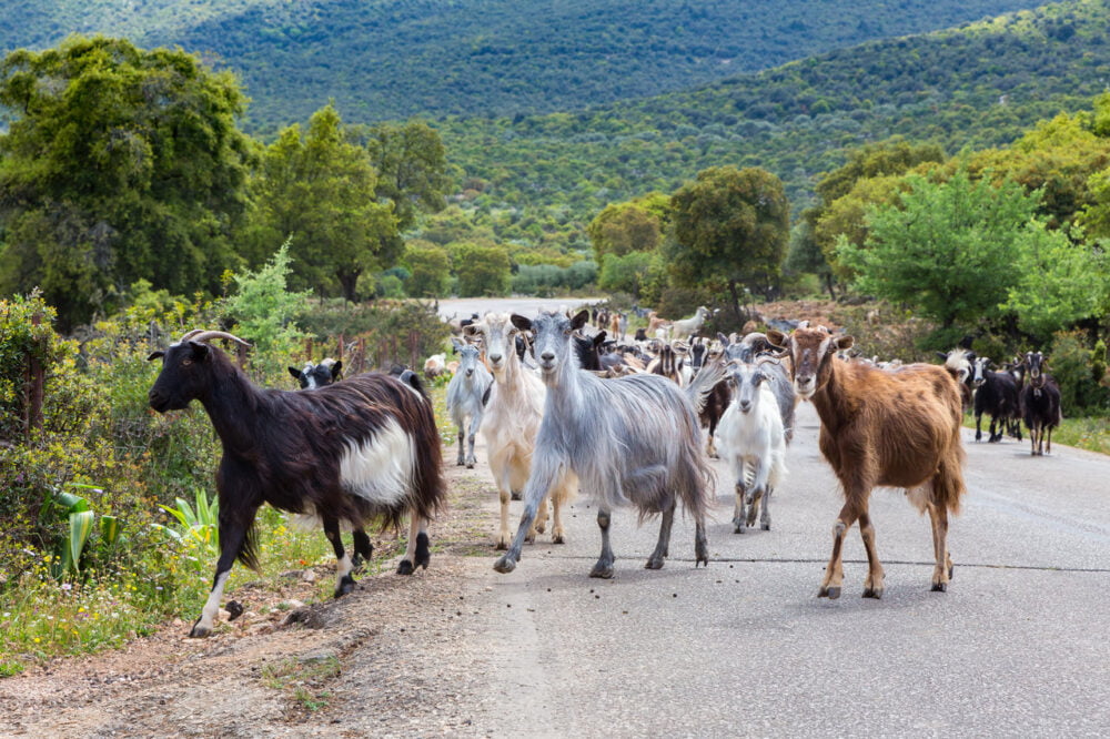 animals crossing road in greece
