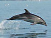 dolphins of the ionian sea greece
