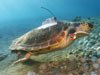 Paola sea turtle
