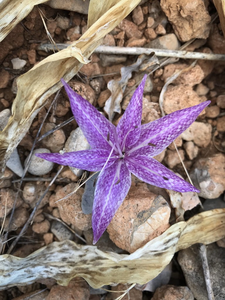 A Wild Mountain Flower from Northern Chios
